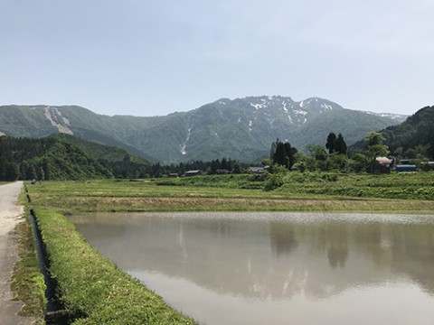 夏季限定　特別純米原酒　本日瓶詰めです