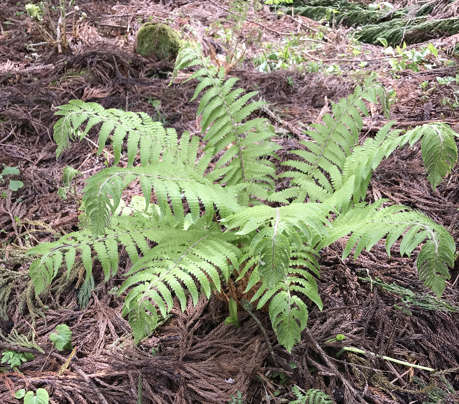 If you don't pick the tender buds, Zenmai turns into an inedible fern like this one.