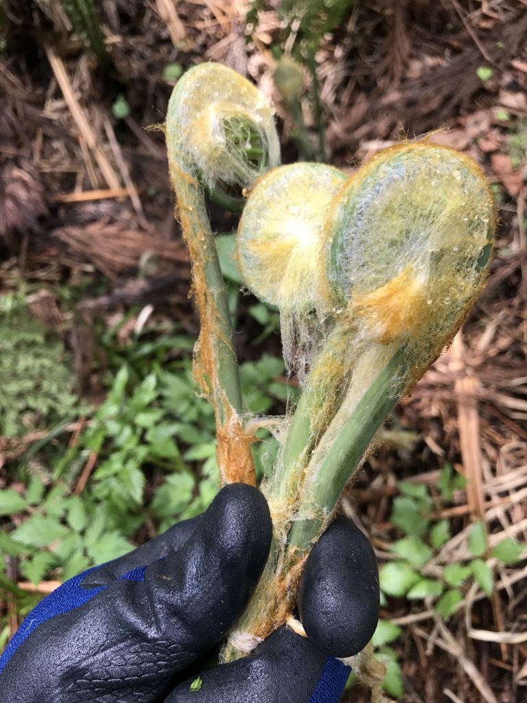 Freshly picked Zenmai fern leaf buds.　