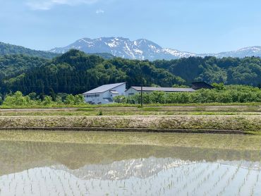 夏季限定「特別純米原酒」きょう瓶詰めしております